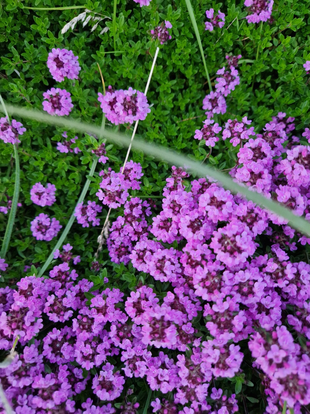 Thymus praecox (Thymus praecox)