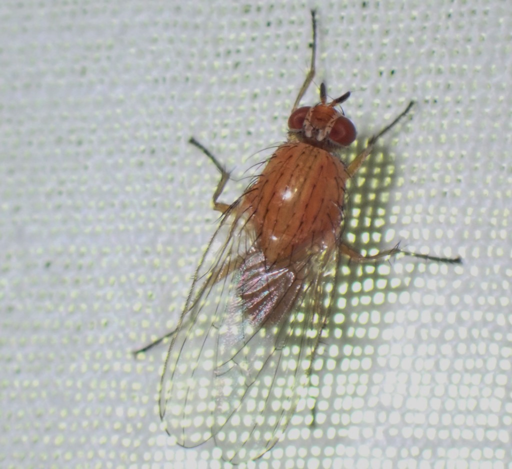 Pegomya testacea (Pegomya testacea)