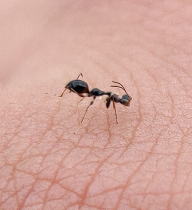 Gonatopus sp. (Gonatopus sp.)