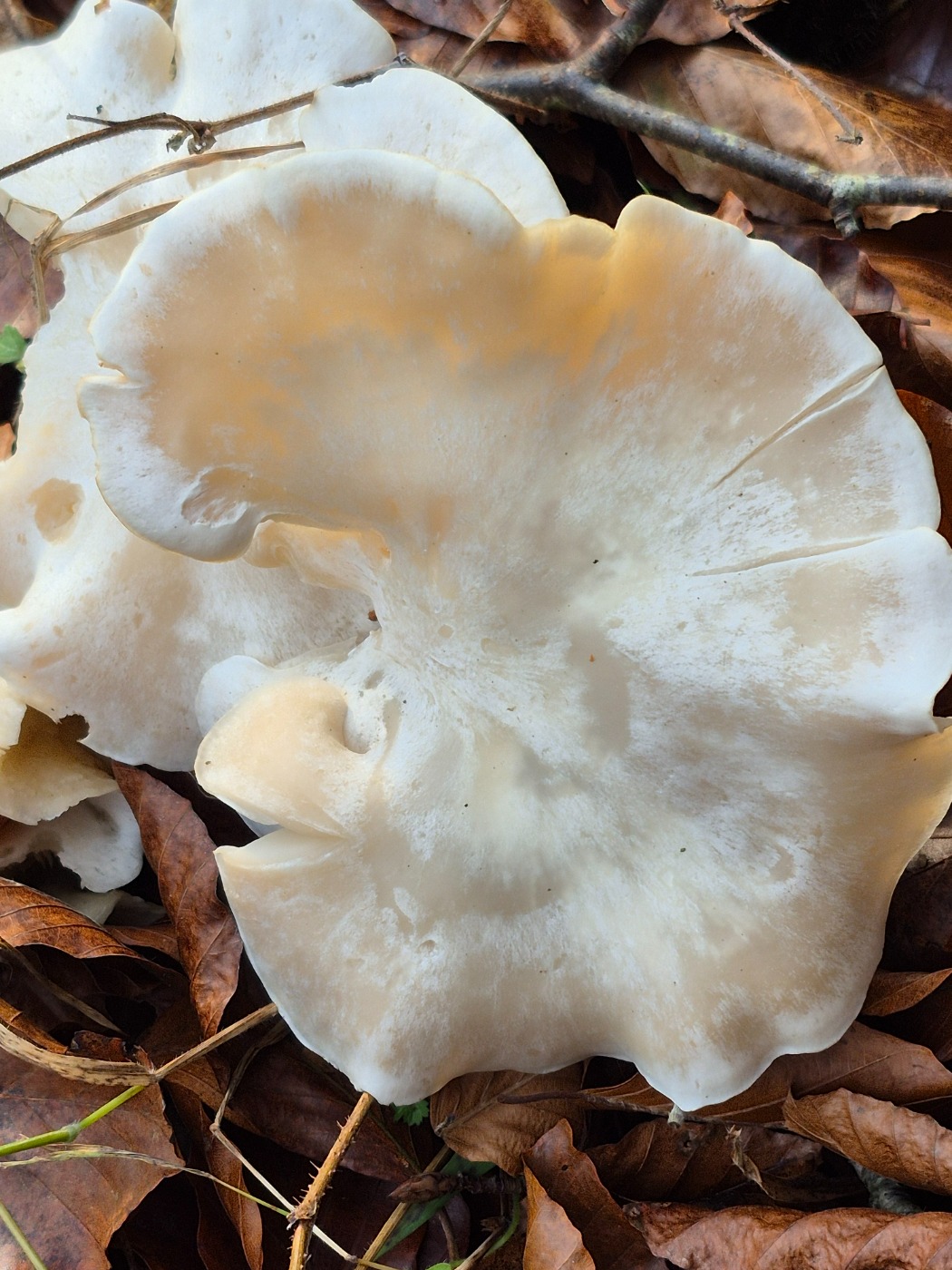 Knippe-Tragthat (Leucocybe connata)