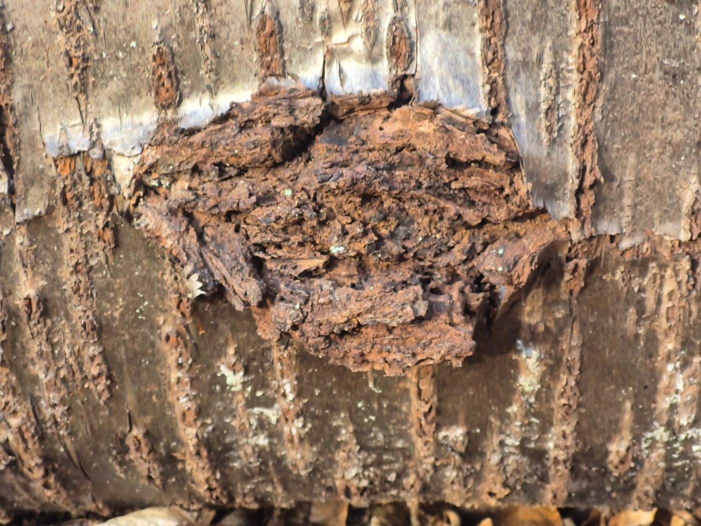 Kirsebærkræft (Pseudomonas morsprunorum)