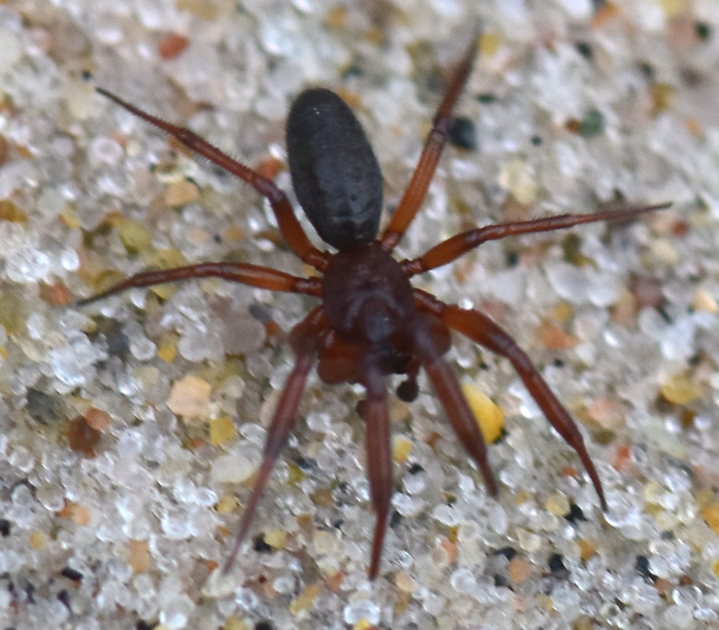 Leptothrix hardyi (Leptothrix hardyi)