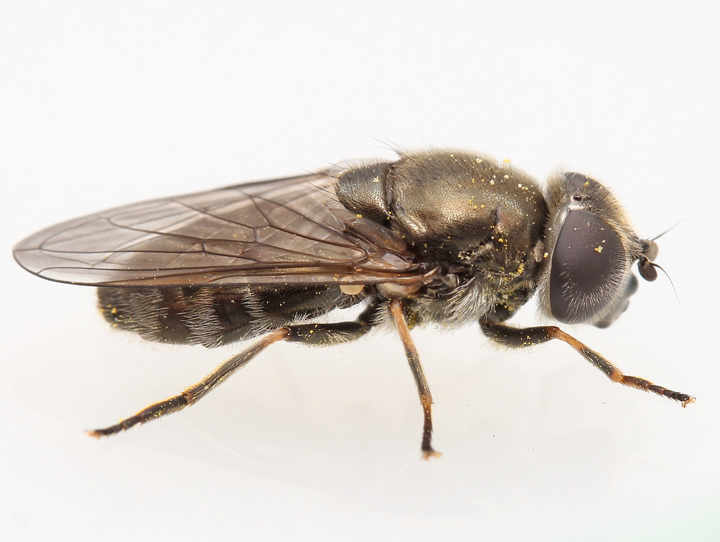 Tidsel-Urtesvirreflue (Cheilosia proxima)