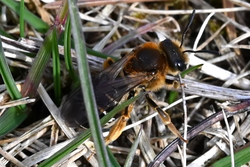 Skovvejbi (Halictus rubicundus)
