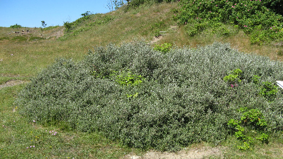 Gråris (Salix repens ssp. repens var. argentea)