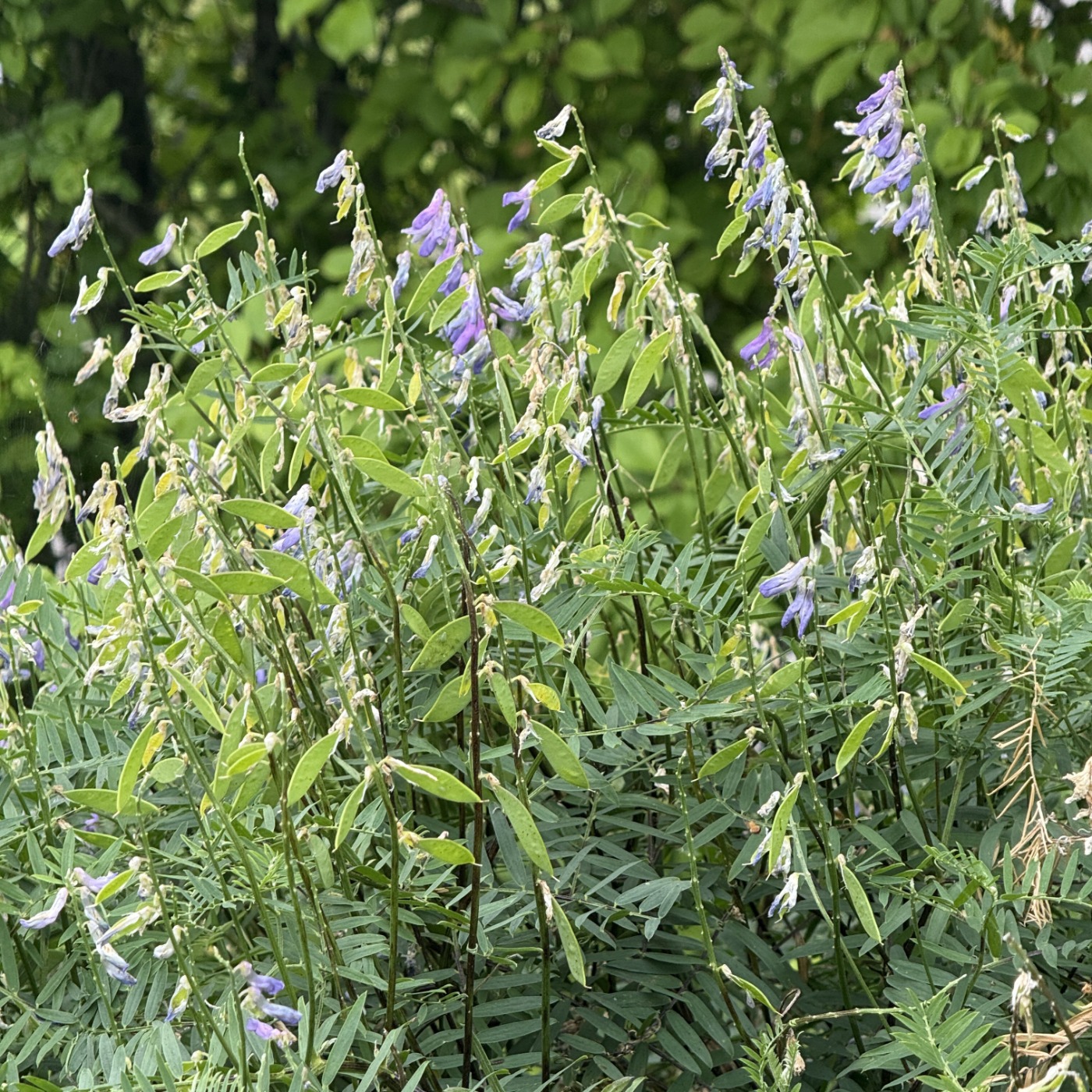 Langklaset Vikke (Vicia tenuifolia)