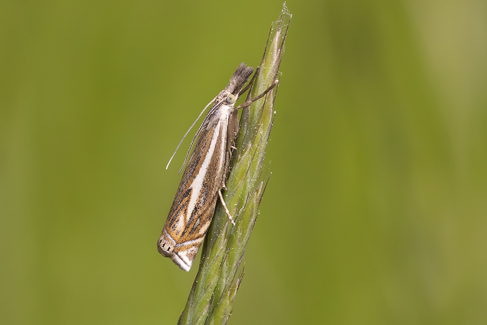 Crambus lathoniellus (Crambus lathoniellus)