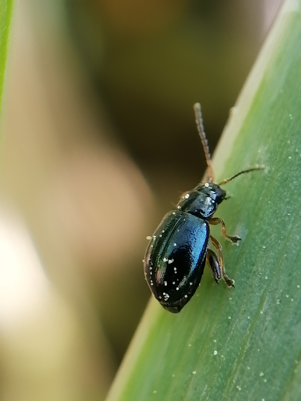 Aphthona Sp. (Aphthona Sp.) - Naturbasen