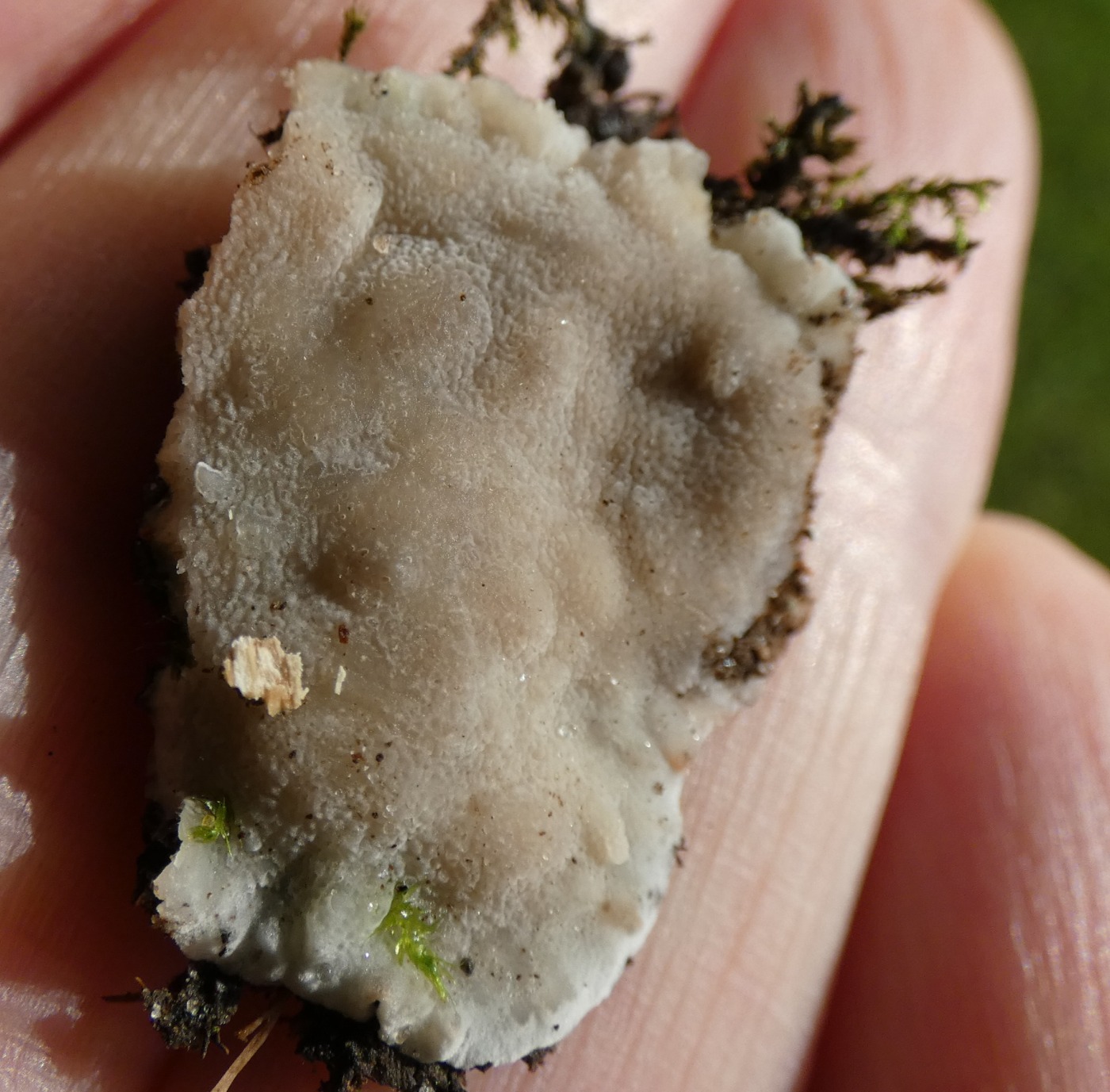 Physisporinus sp. (Physisporinus sp.)