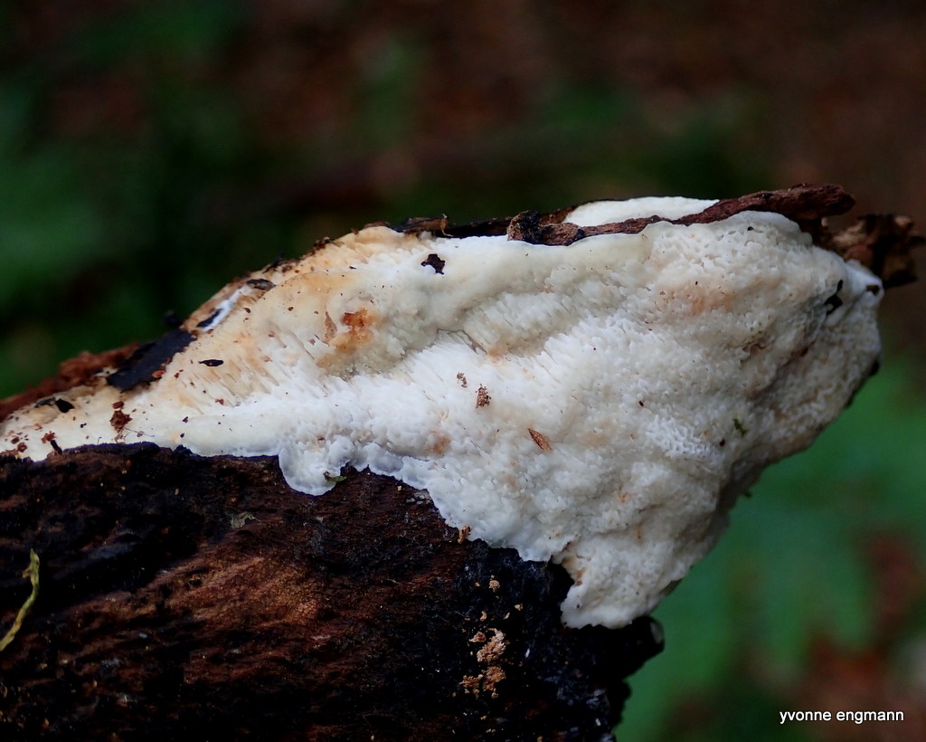 Foranderlig Voksporesvamp (Ceriporia viridans)