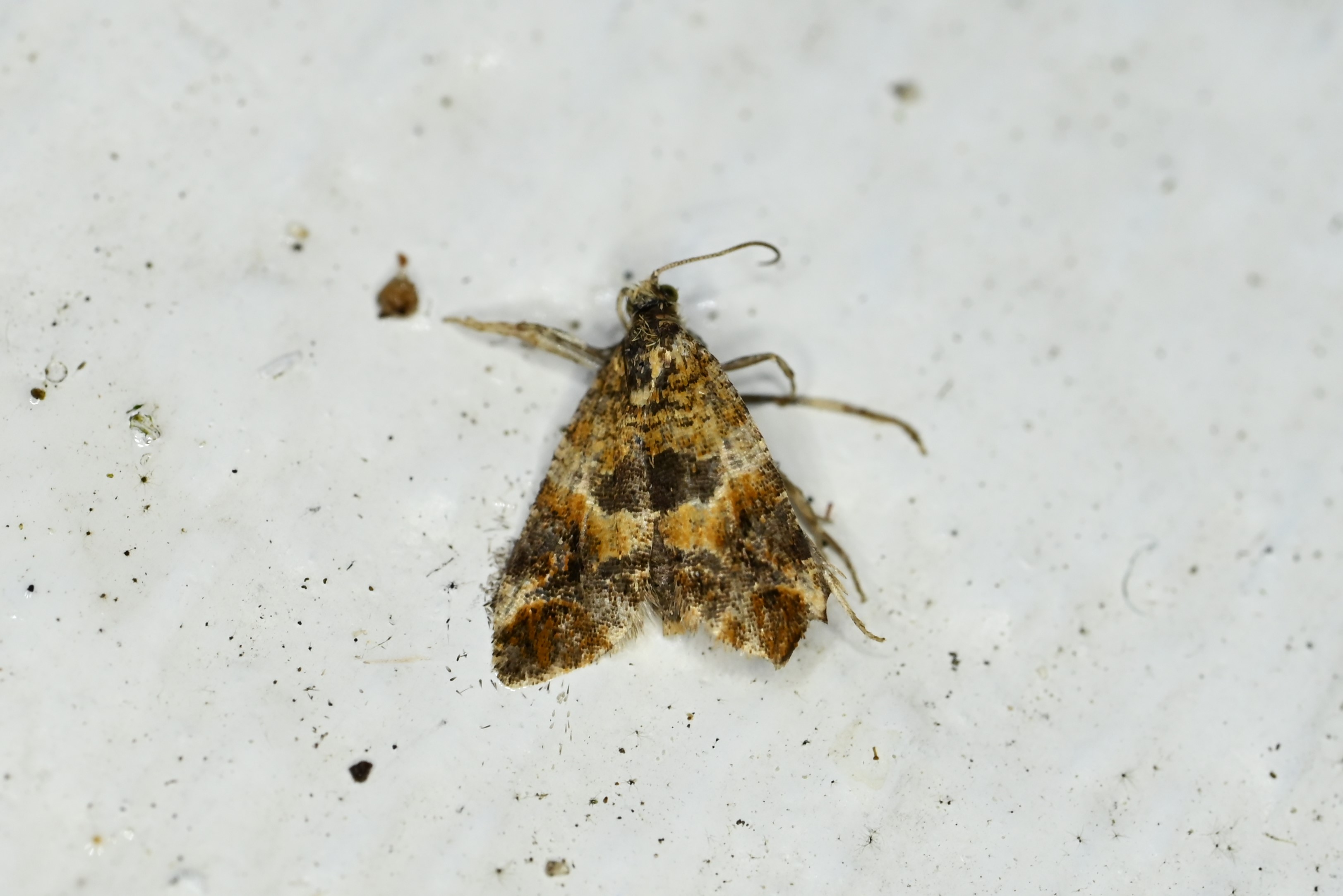 Lobesia reliquana (Lobesia reliquana)