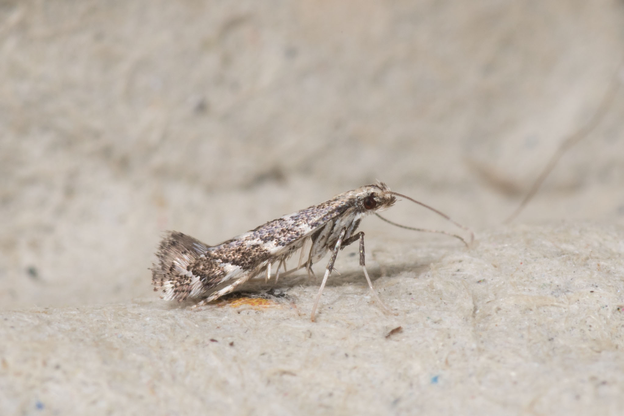 Leucospilapteryx omissella (Leucospilapteryx omissella)