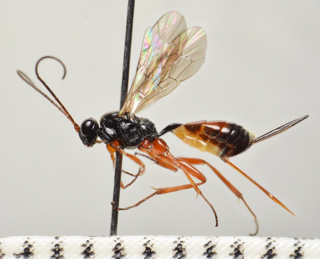 Xiphulcus floricolator (Xiphulcus floricolator)