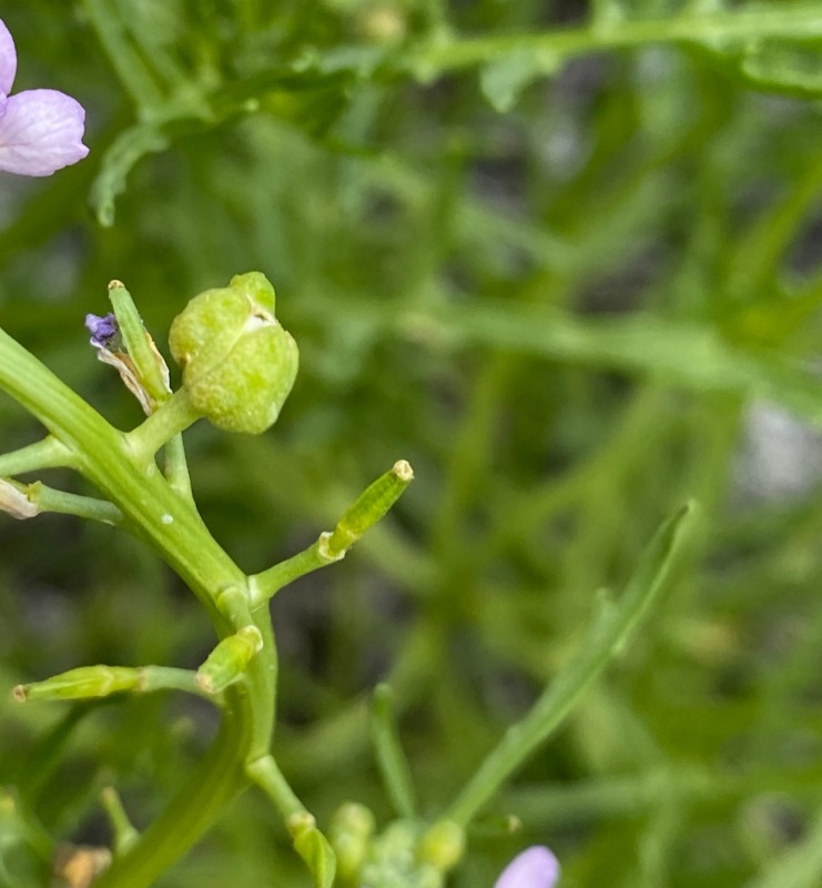 Krusesygegalmyg (Contarinia nasturtii)