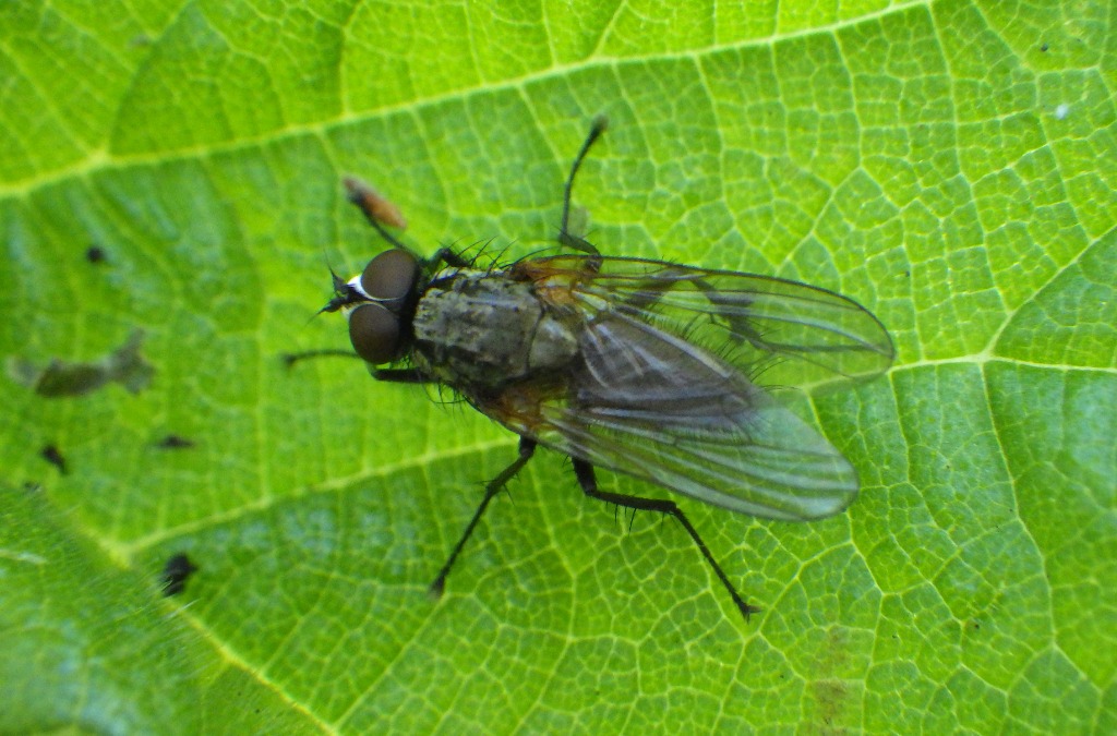 Lille Kålflue (Delia radicum)