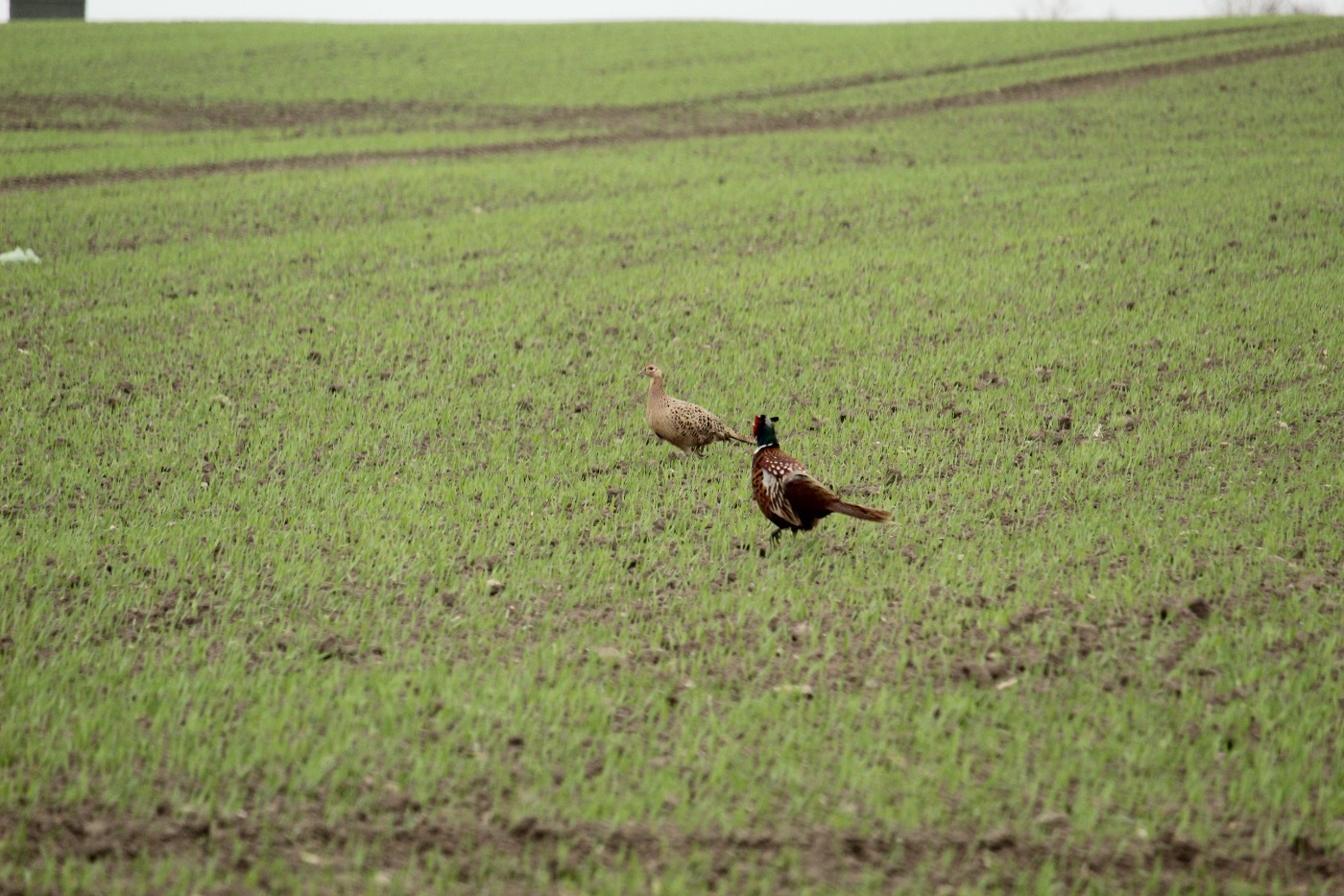 Fasan (Phasianus colchicus)