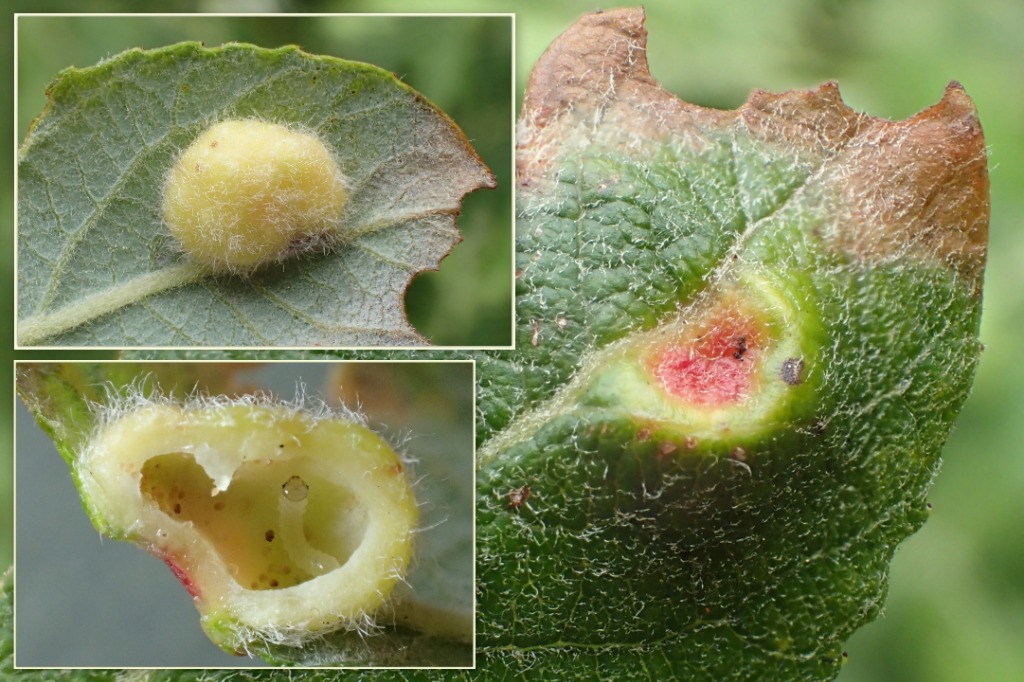 Eupontania brevicornis (Eupontania brevicornis)