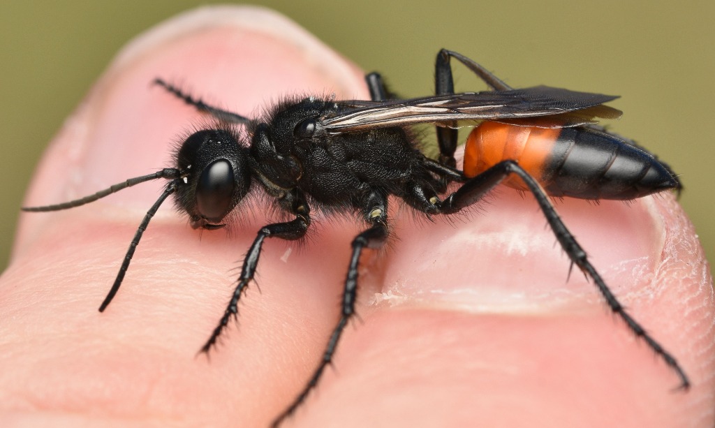 Stor Sandhveps (Podalonia hirsuta)