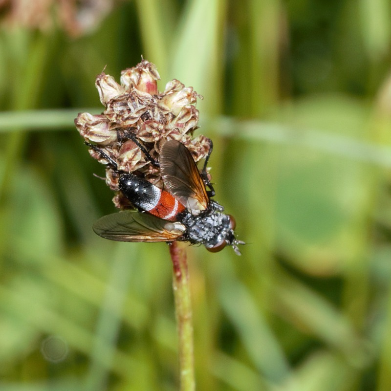 Cylindromyia brassicaria (Cylindromyia brassicaria)