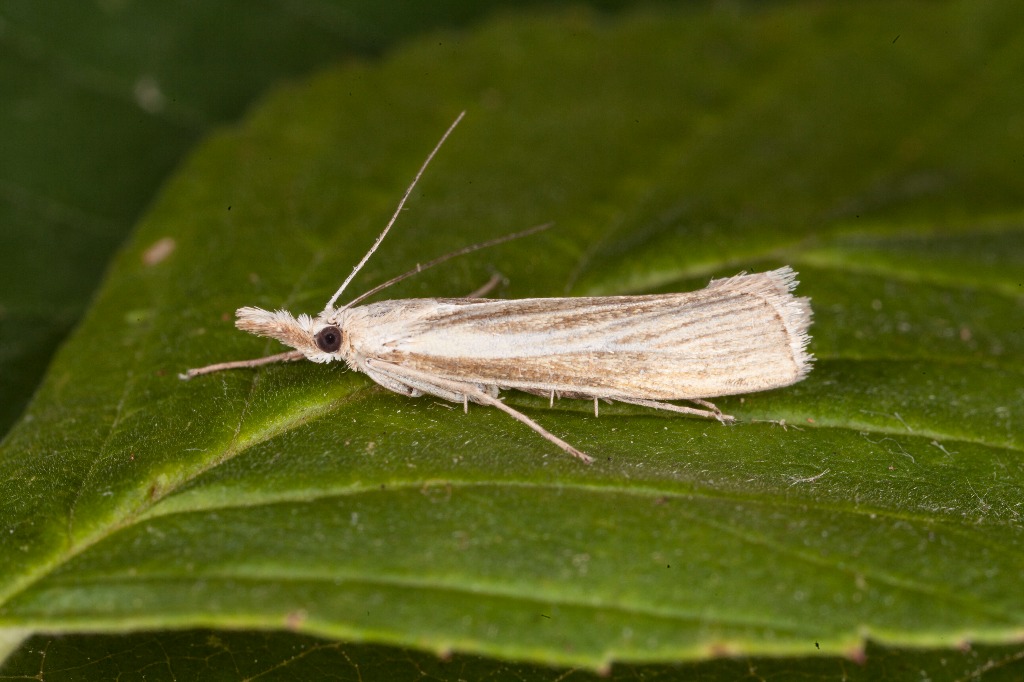 Catoptria lythargyrella (Catoptria lythargyrella)