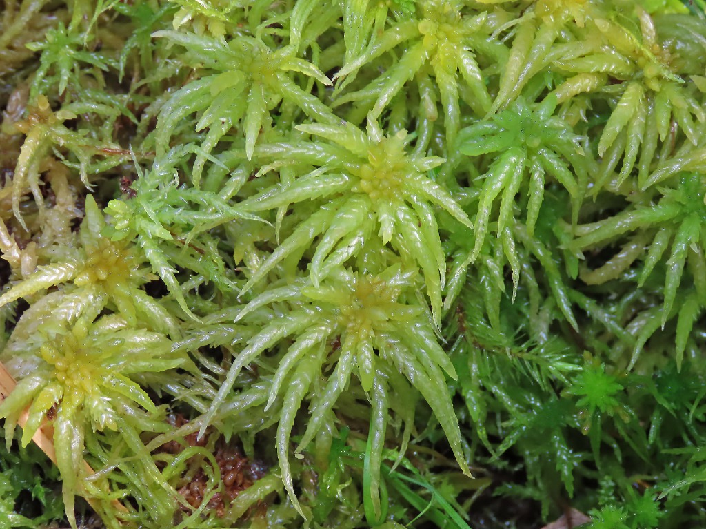 Midtstillet Tørvemos (Sphagnum centrale)