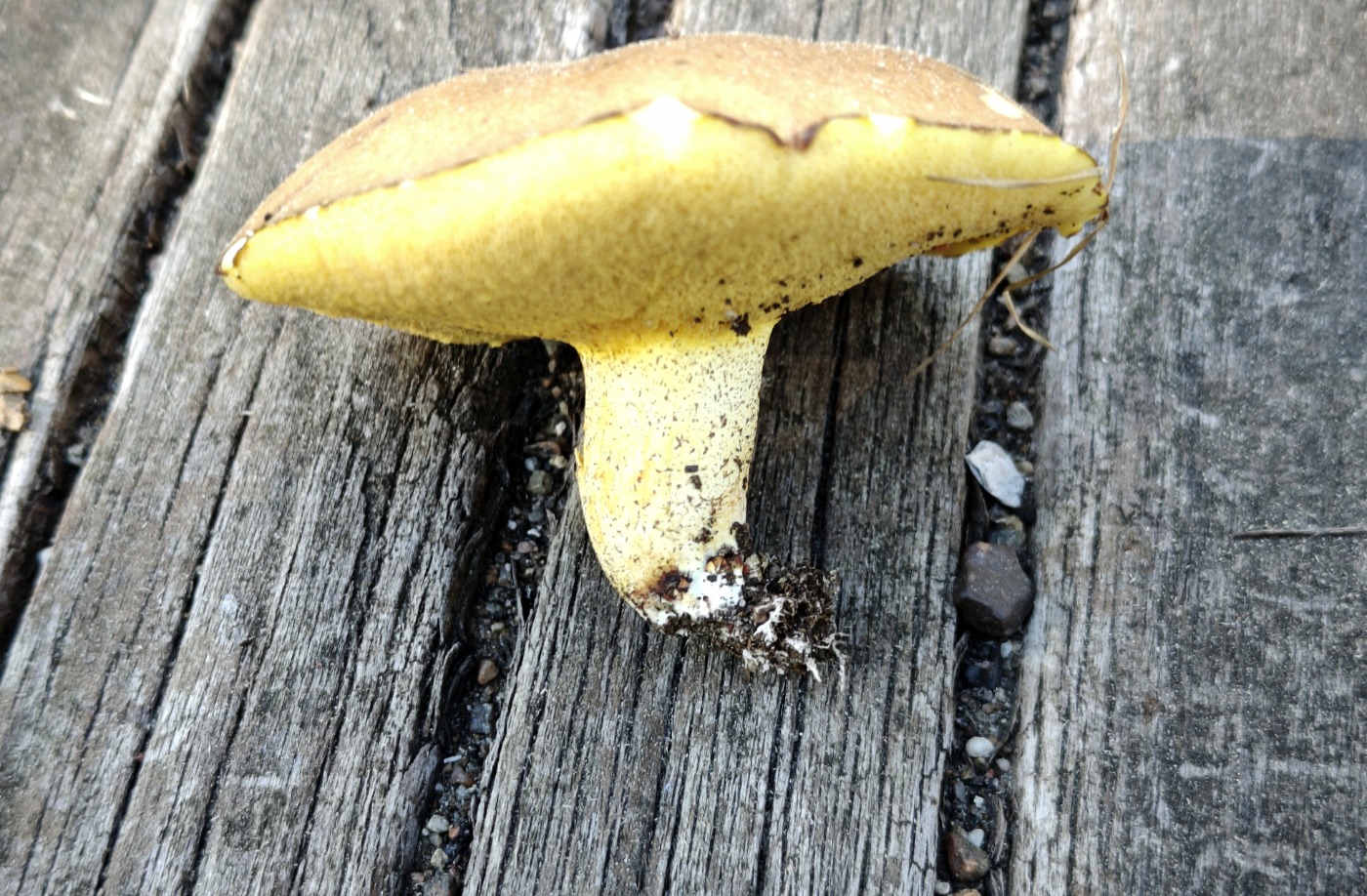 Kornet Slimrørhat (Suillus granulatus)