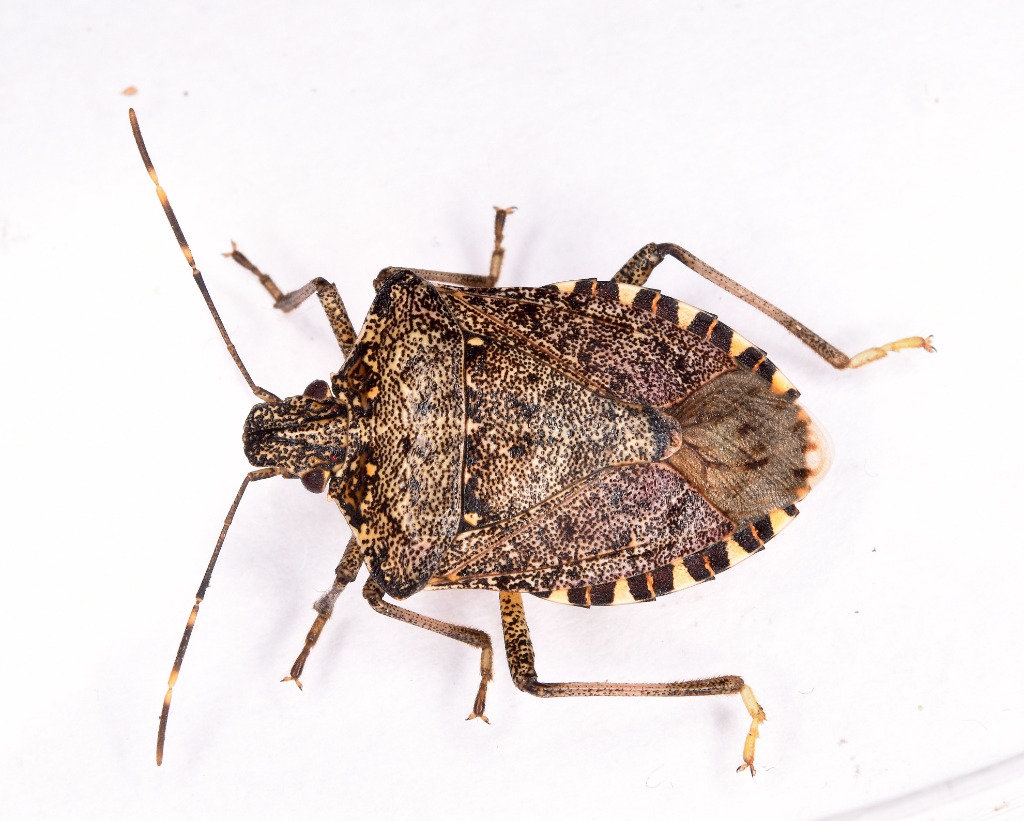 Halyomorpha halys (Halyomorpha halys)