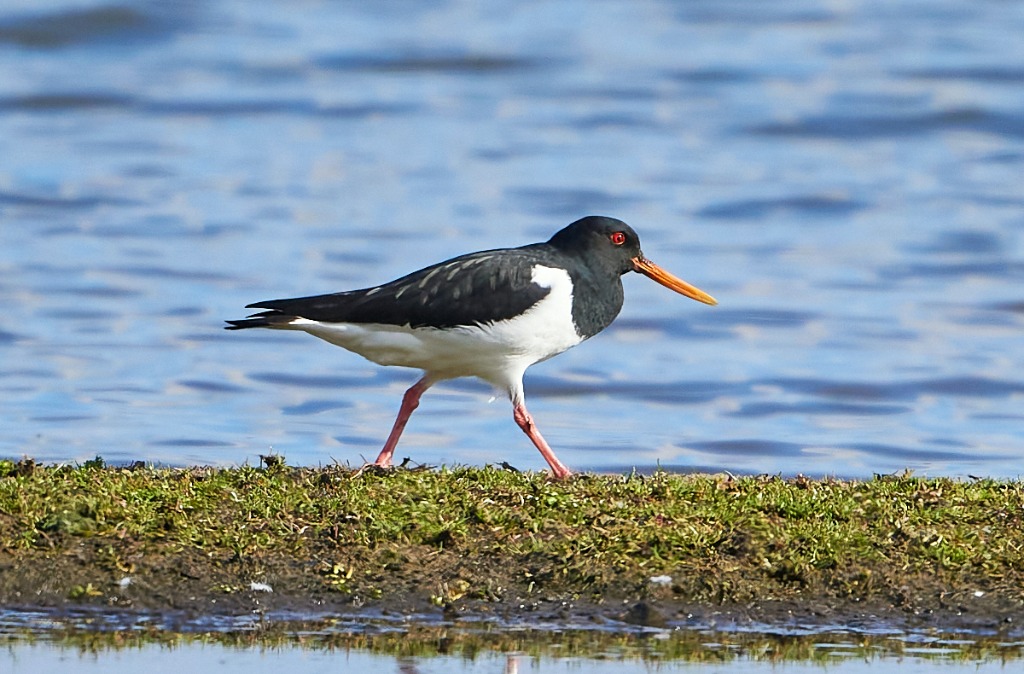 Strandskade (Haematopus ostralegus)