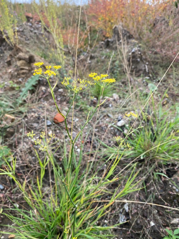 Dild (Anethum graveolens)