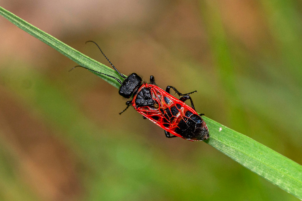 Caenolyda reticulata (Caenolyda reticulata)