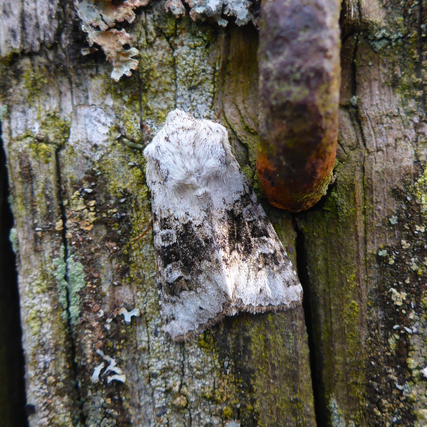 Høgeurt-Ugle (Hecatera bicolorata)