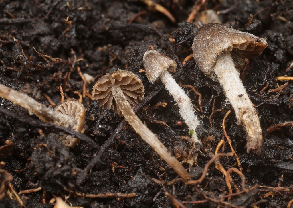 Gråhåret Rødblad (Entoloma dysthales)