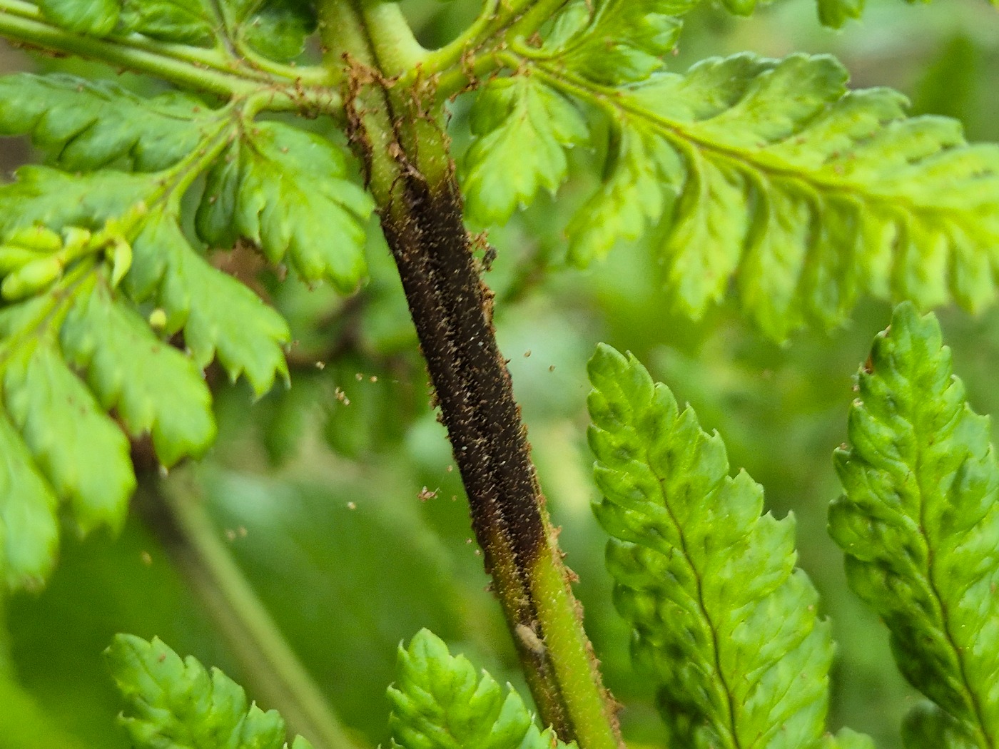 Milesina kriegeriana (Milesina kriegeriana)