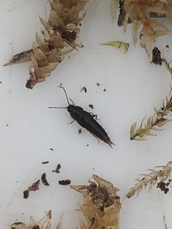 Myllaena dubia (Myllaena dubia)