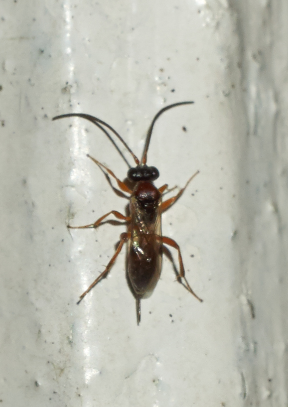 Dichrogaster sp. (Dichrogaster sp.)