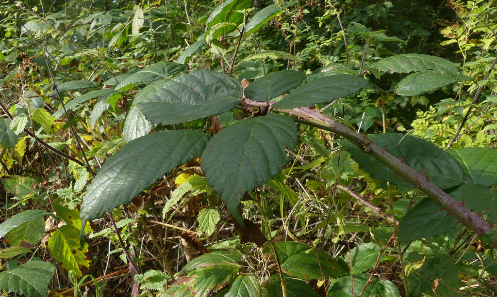 Storbladet Brombær (Rubus macrophyllus)
