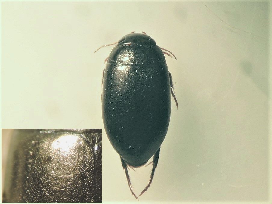 Agabus biguttulus (Agabus biguttulus)