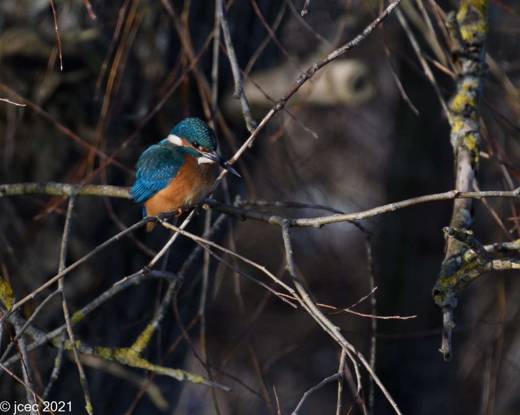 Isfugl (Alcedo atthis)