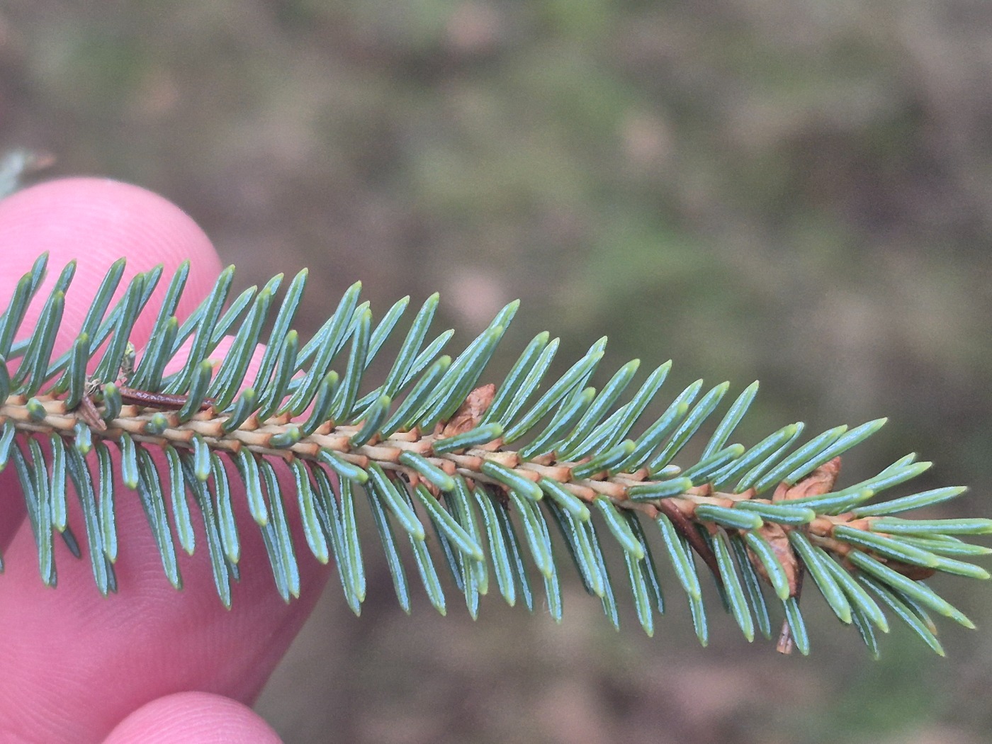 Hvid-Gran (Picea glauca)