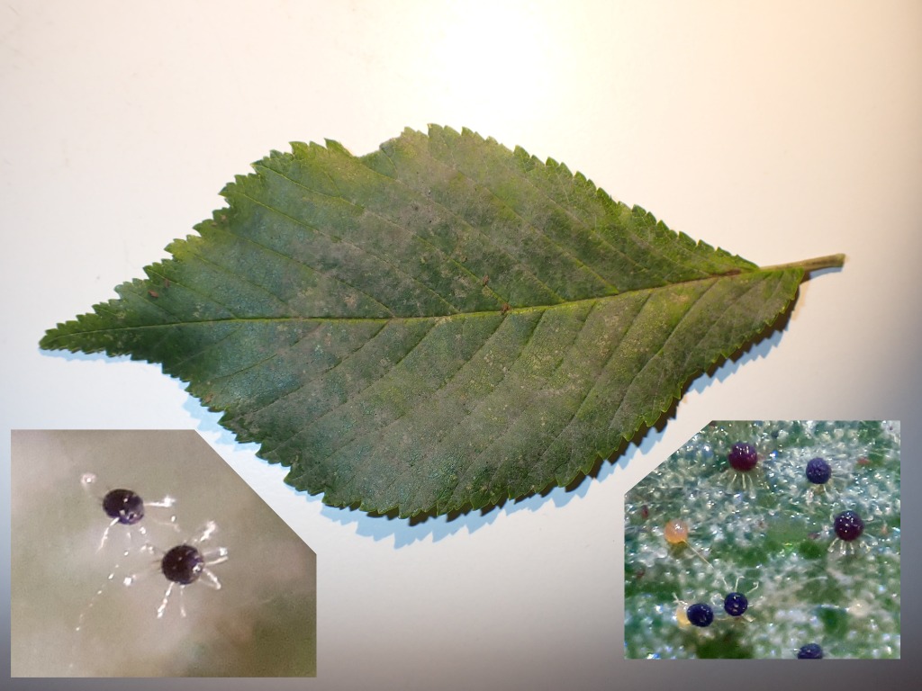 Erysiphe ulmi var. ulmi (Erysiphe ulme var. ulmi)