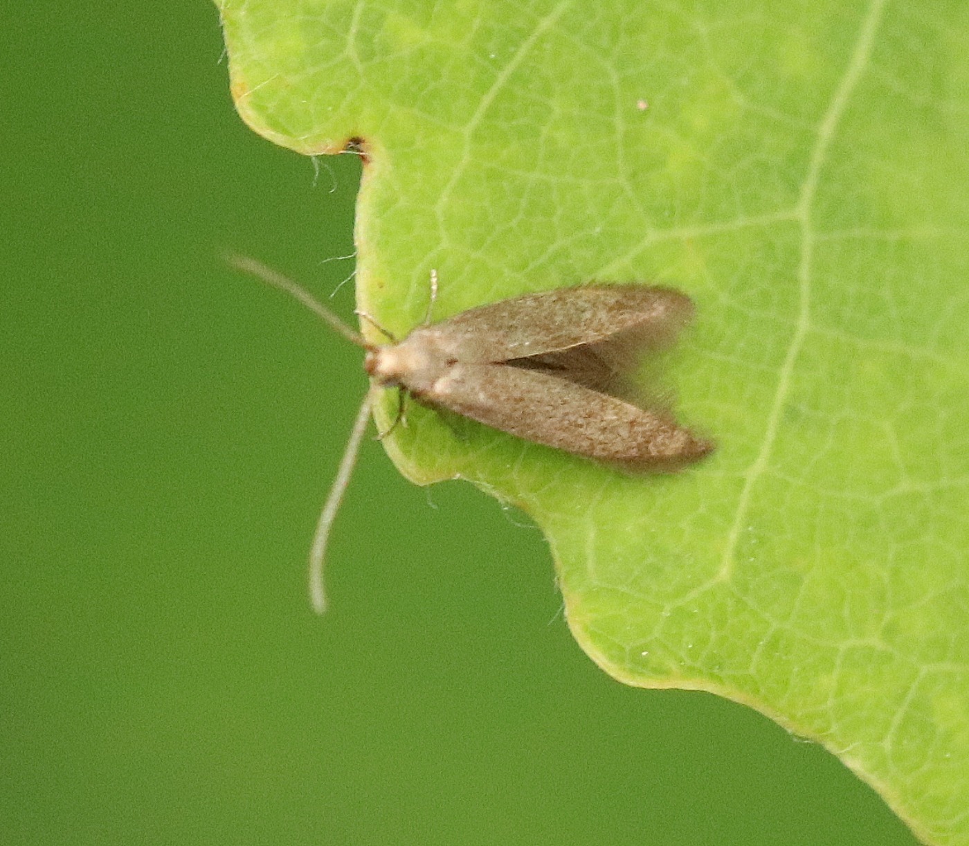 Birkesækmøl (Coleophora serratella)