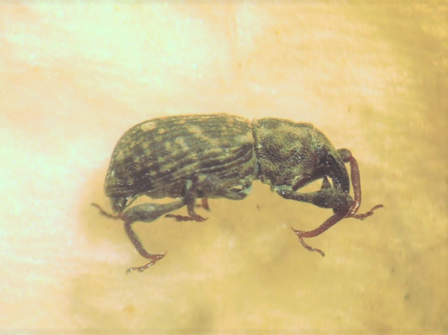 Bagous puncticollis (Bagous puncticollis)