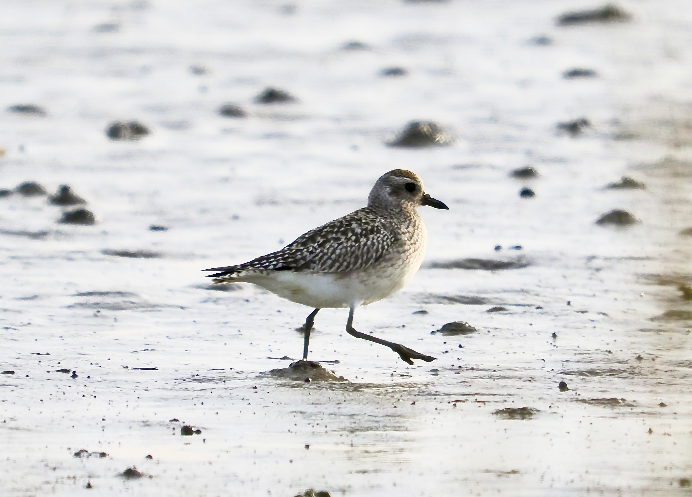 Strandhjejle Observation Nb 4752344 Naturbasen