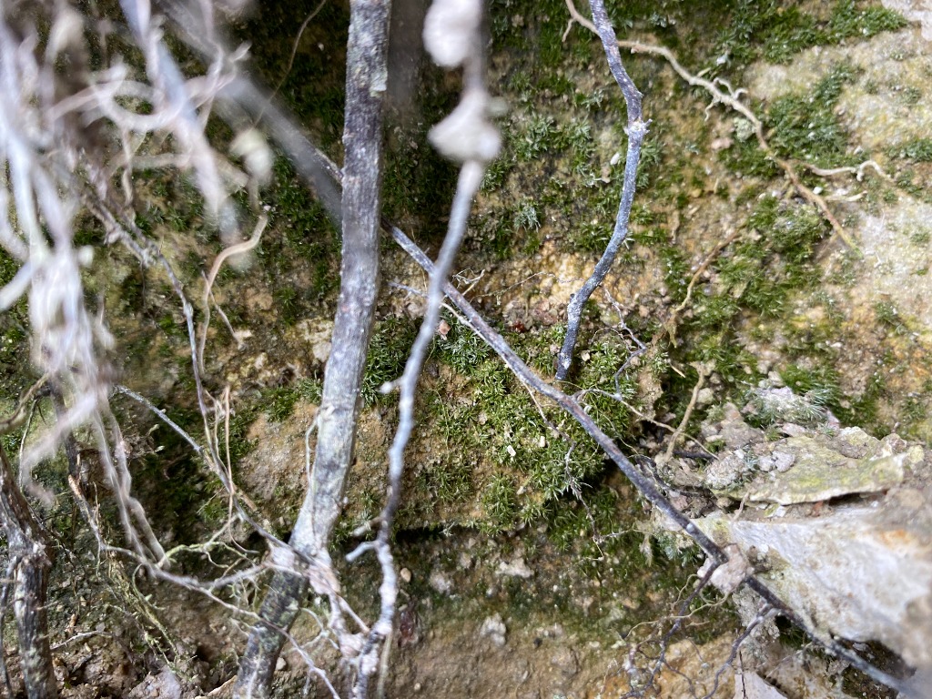 Kransbladet Gaffelmos (Eucladium verticillatum)