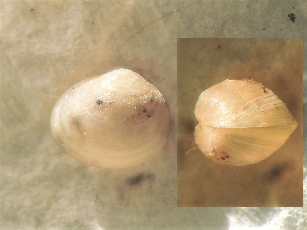 Pisidium obtusale (Pisidium obtusale)