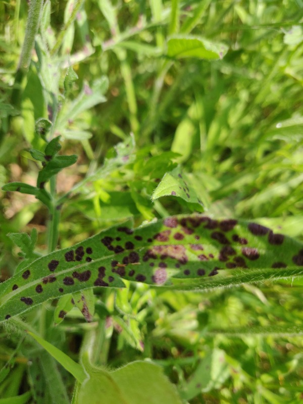 Peronospora knautiae (Peronospora knautiae)