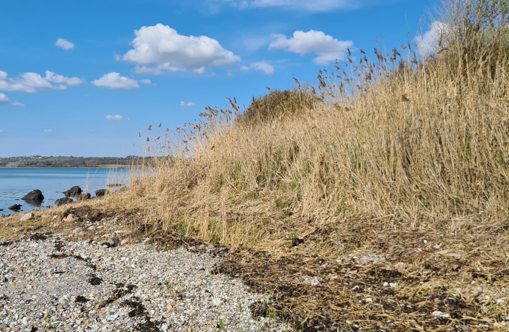 Tagrør (Phragmites australis)