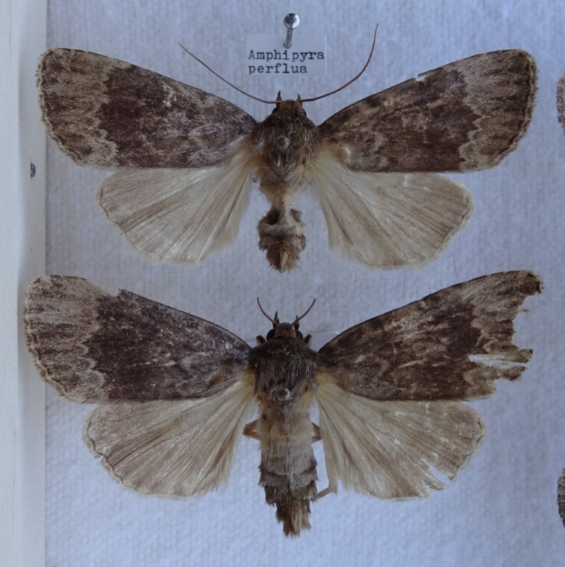 Hassel-Pyramideugle (Amphipyra perflua)