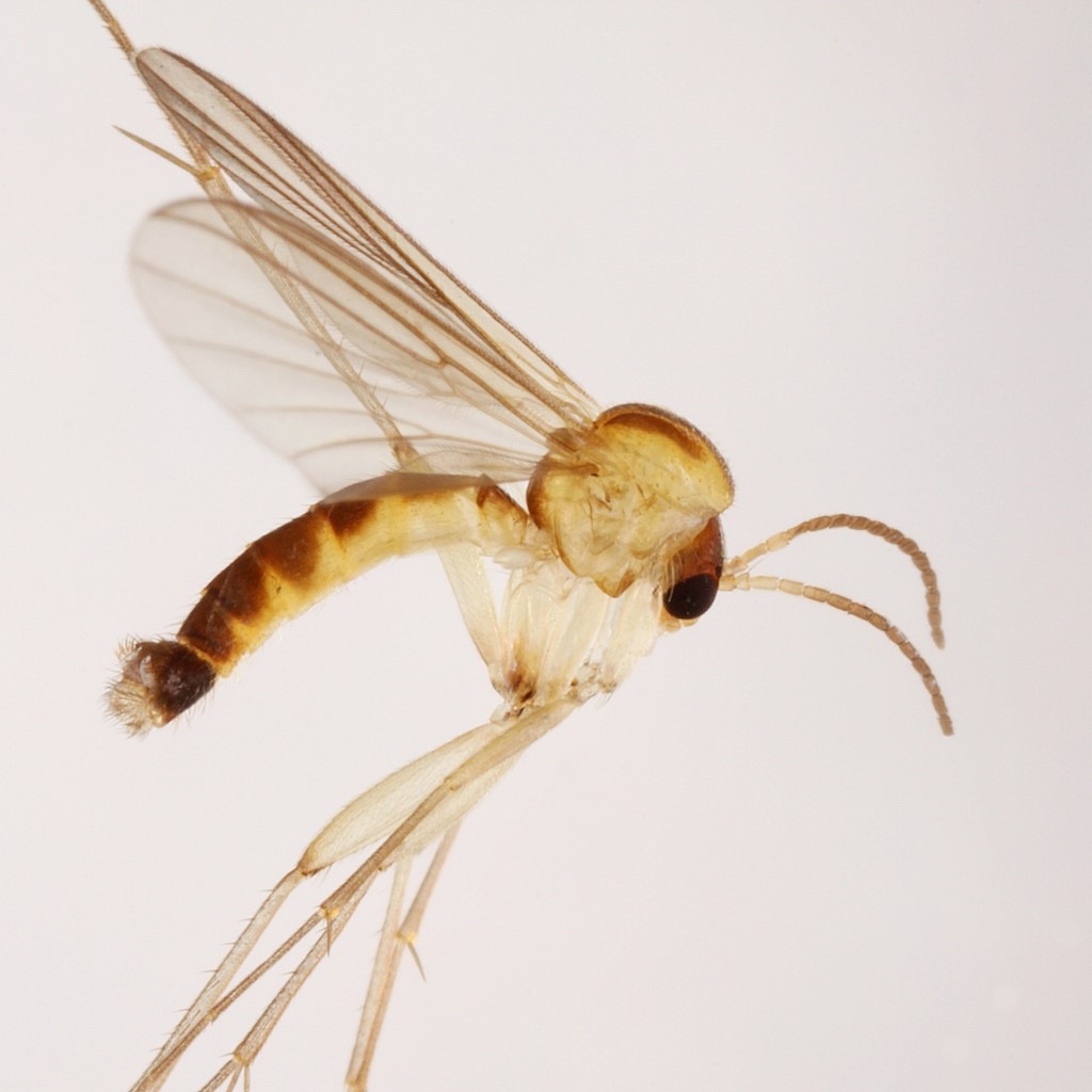 Trichonta fragilis (Trichonta fragilis)