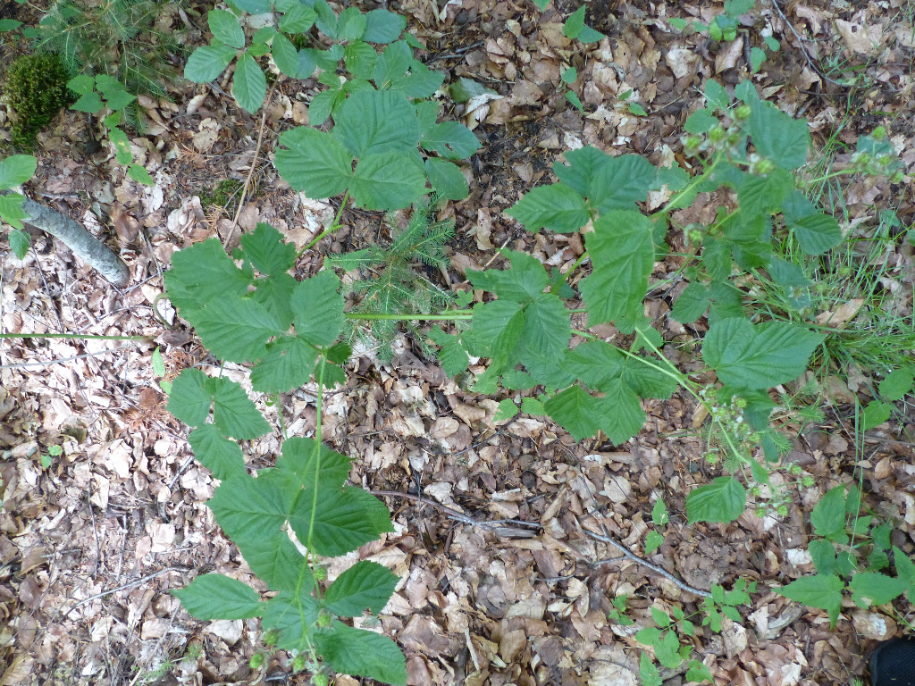 Opret Brombær (Rubus nessensis)